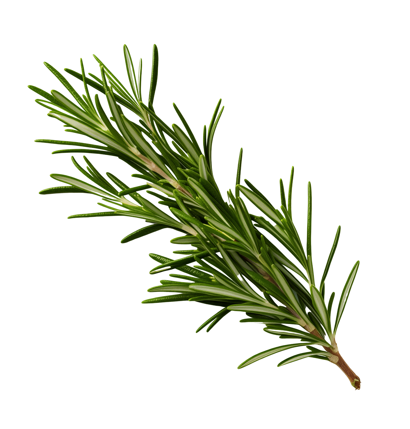 Rosemary Extract
